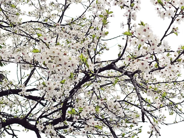 Weiße Frühlingsblumen Schöner Floraler Hintergrund — Stockfoto