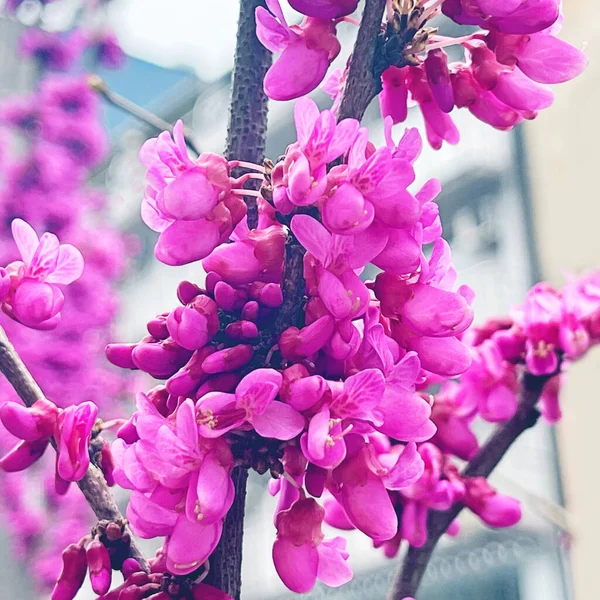 Cercis Άνθη Δέντρου Ροζ Λουλούδια Από Δέντρο Ιούδας Closeup — Φωτογραφία Αρχείου
