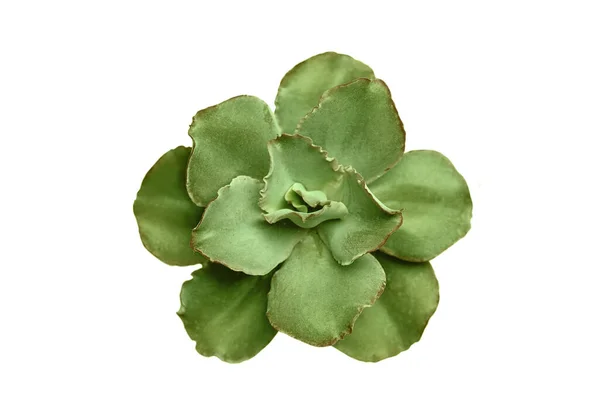 Roseta Suculenta Echeveria Verde Brilhante Isolada Branco Vista Superior — Fotografia de Stock