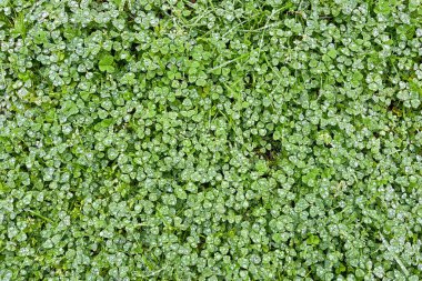 Güzel doğal yeşil çimen arka plan, üst manzara