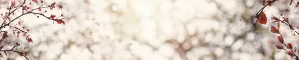 Весенний Фон Баннера Цветущим Цветком Солнечный Боке Веточка Цветочного Дерева — стоковое фото