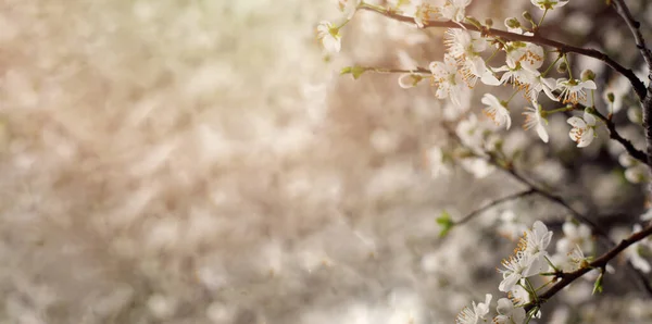 Çiçekli Bokeh Arka Planında Bahar Çiçeği Soyut Bulanık Bokeh Parıltısında — Stok fotoğraf