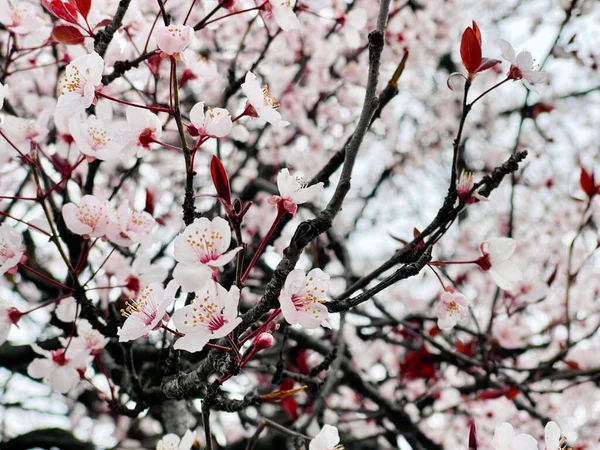 Bahar Güzel Pembe Çiçekli Kiraz Çiçeği Arka Planı — Stok fotoğraf