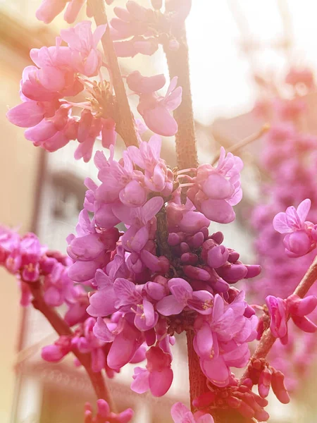Άνοιξη Cercis Λουλούδια Δέντρο Στον Ήλιο Φως Εξωτερικούς Χώρους — Φωτογραφία Αρχείου