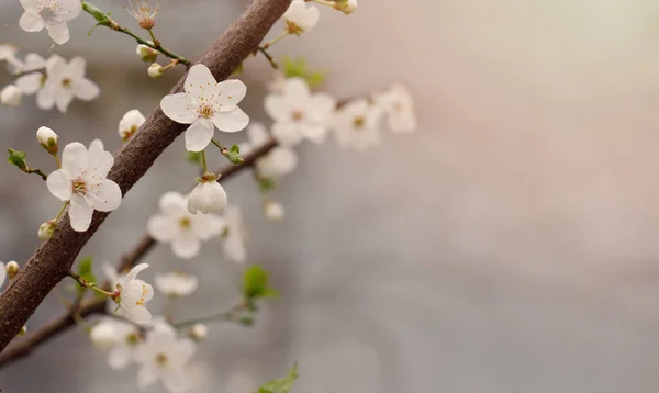 Ανοιξιάτικο Φόντο Όμορφη Ανθισμένη Ιδέα Της Άνοιξης Λευκό Λουλούδι Κερασιάς — Φωτογραφία Αρχείου