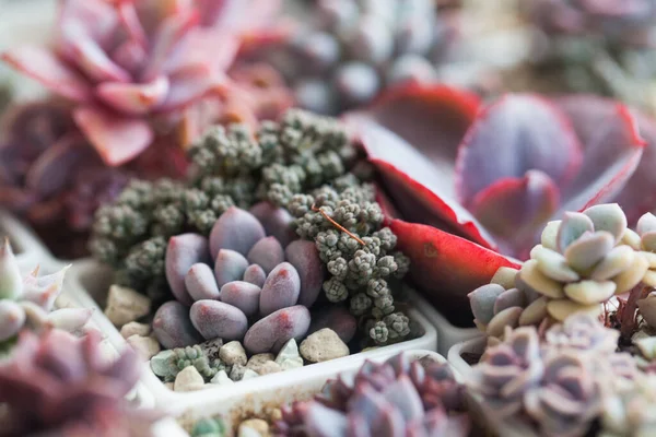 多汁的花 明亮的红色和紫色紫锥菊花环背景图 — 图库照片