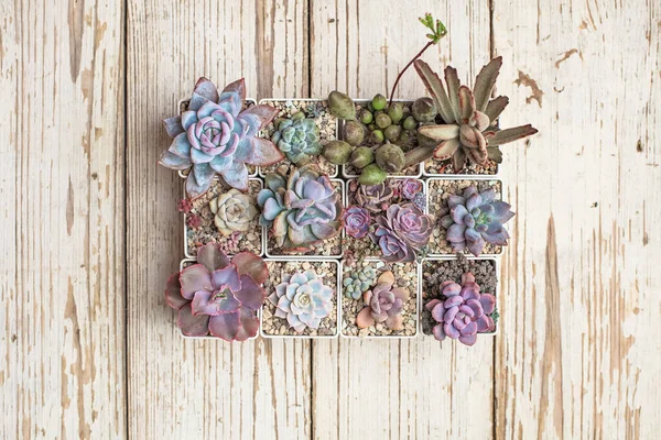 Succulent propagation. Colorful succulent garden on white wooden background