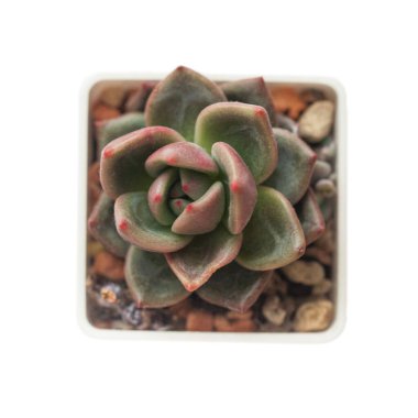 Beyaz arkaplanda sulu Echeveria Shallot bitkisi