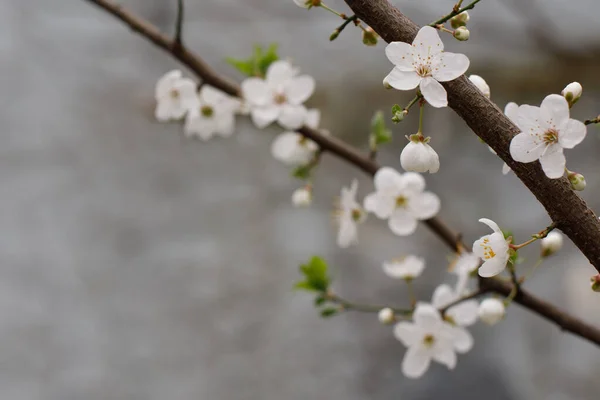 Bulanık Beyaz Çiçekler Açık Mavi Bahar Arkaplanı — Stok fotoğraf