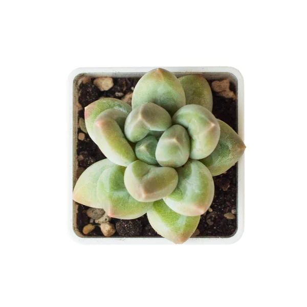 Élénk Zöld Pachyphytum Szépség Növény Rozetta Pot Fehér Háttér — Stock Fotó