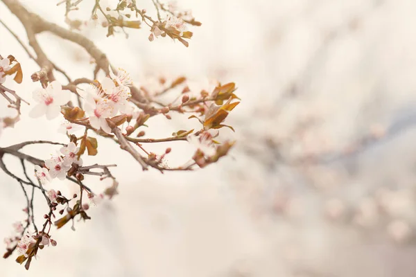 Весенний Фон Весенними Цветами — стоковое фото