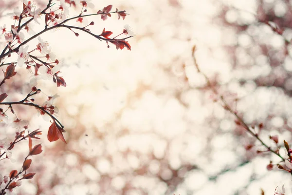 Фон Весняних Квітів Квітковий Розмитий Світлий Боке Кордон — стокове фото