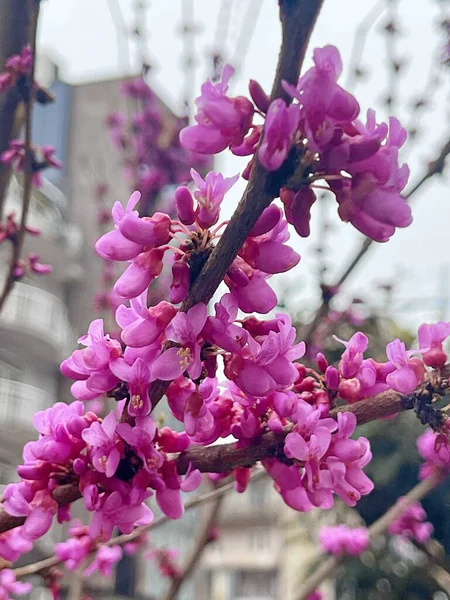 Judas tree pink spring flowers on twig