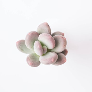 Pachyphytum 'un sulu roseti ya da Pachyveria Blue Haze, beyazların yakın çekiminde izole edilmiş. Botanik tropikal egzotik çiçek tomurcuklanma düzenleme üst bahçe manzarası