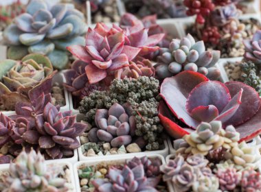 Canlı pembe sulu çiçek. Echeveria bitki üretimi