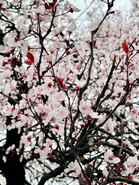 Beautiful pink spring flower of plum tree