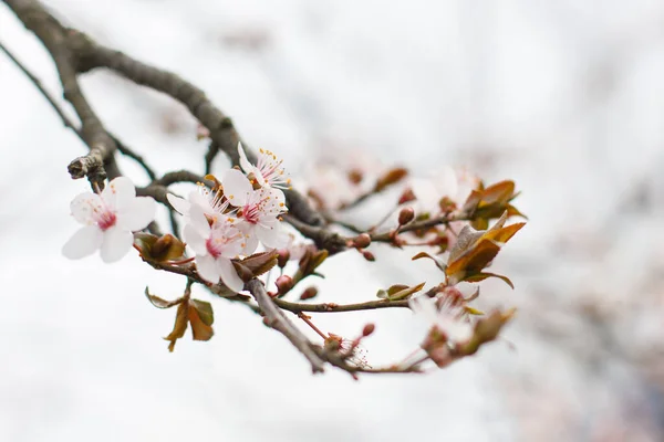 Soyut Bulanık Arkaplanda Bahar Çiçeği — Stok fotoğraf