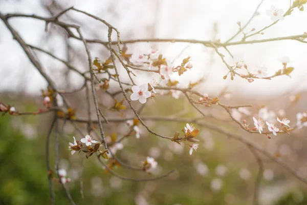 Bahar Kiraz Çiçeği Ağaç Dalında Gün Işığında — Stok fotoğraf