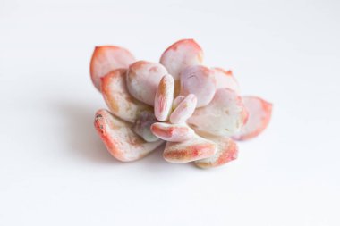 Pastel pembe bitki Echeveria Cinderella çiçek kolyesi