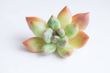 Lezzetli rosette. Echeveria Spica çiçeği