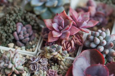 Parlak pembe sulu bitki. Echeveria çiçek roseti çiçek açan yaprak düzenleme arka planı