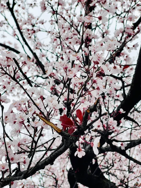 Весенний Сливовый Цветок Крупным Планом Весенний Фон — стоковое фото