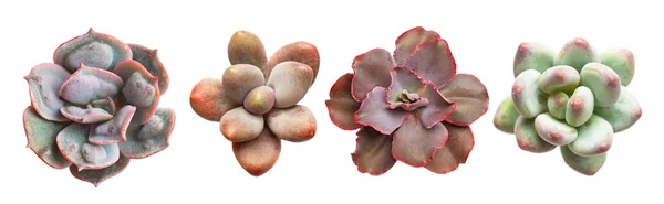 Sukkulentes Rosettenset Vorhanden Echeveria Und Dickhäuter Blume Isoliert Auf Weißem — Stockfoto