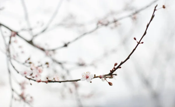 Sanfte Frühling Hintergrund Mit Weißer Blume — Stockfoto