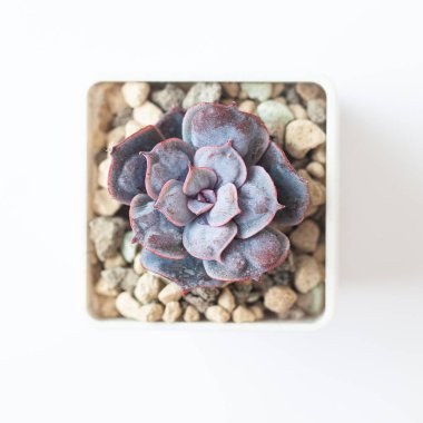 Mor Echeveria Heart 'ın Lokum Çiçeği. Parlak, zarif, küçük, yakın plan. Renkli, kuru bahar çiçeği bahçeciliği.