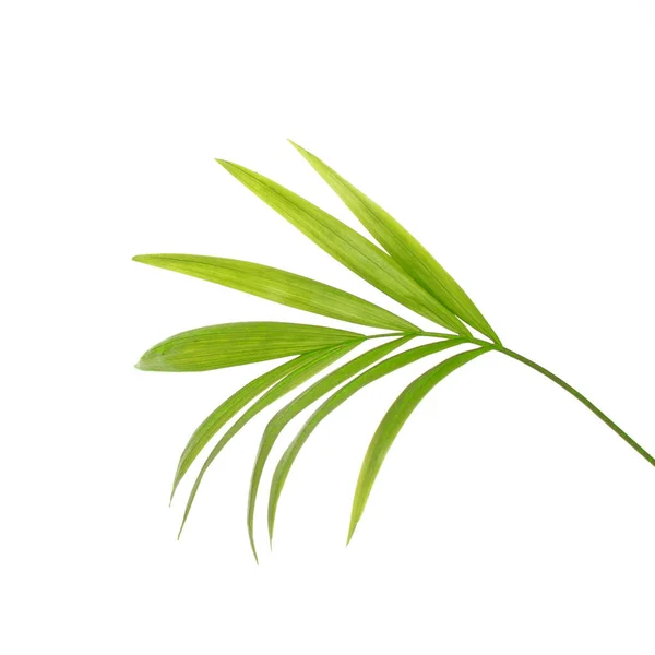 Beyaz Arkaplanda Izole Edilmiş Canlı Yeşil Palmiye Yaprağı — Stok fotoğraf