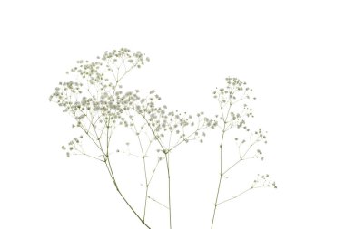 Kurumuş bitki çiçeği beyaz arkaplanda izole edilmiş