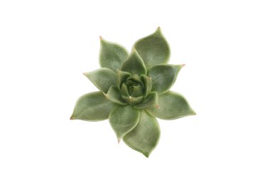 Beyaz arka planda izole yeşil sulu çiçek roseti, üst görünüm