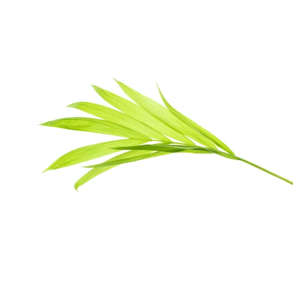 Lichtgroen Palmblad Geïsoleerd Witte Achtergrond — Stockfoto