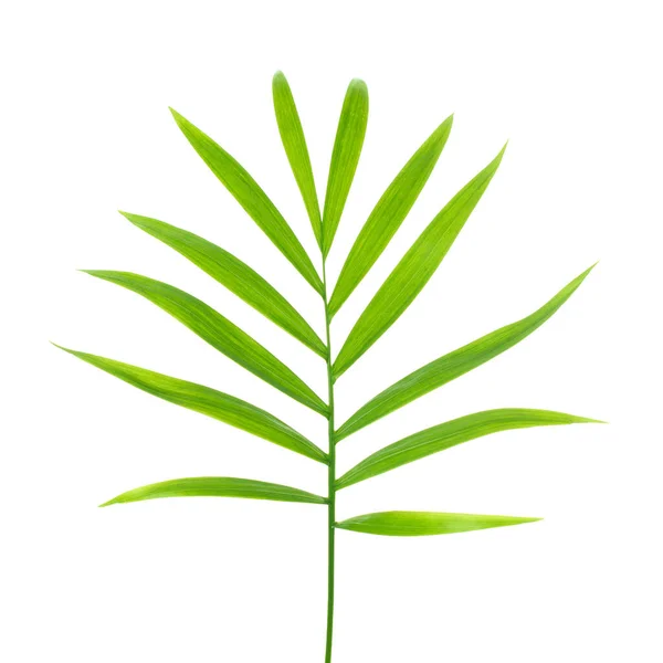 Feuille Palmier Vert Isolée Sur Fond Blanc — Photo