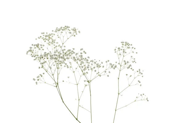Pianta Secca Fiore Isolato Sfondo Bianco — Foto Stock