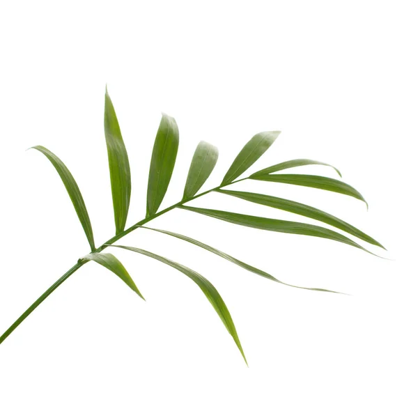 Palm Bladeren Geïsoleerd Wit — Stockfoto