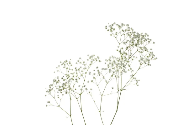Flor Gypsophila Isolada Sobre Fundo Branco — Fotografia de Stock