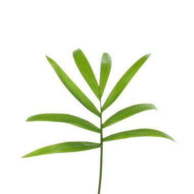 Palmiye yaprağı beyaz arkaplanda izole edilir