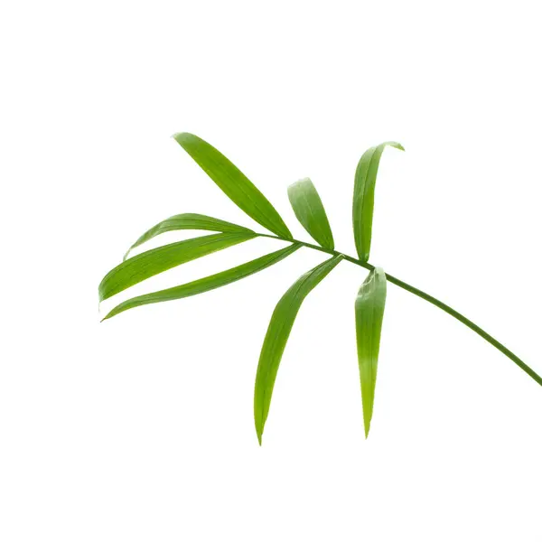 Natural Green Palm Tree Leaf Isolated White Background — Stock Photo, Image