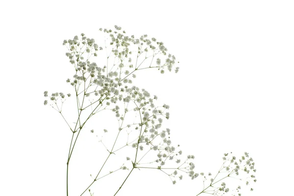 Winter Getrocknete Blume Isoliert Auf Weißem Hintergrund — Stockfoto