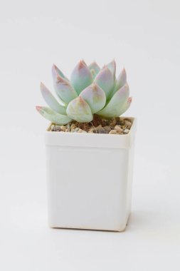 Beyaz tencerede Echeveria sulu roset