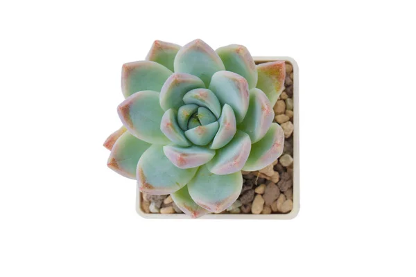 Succulent Rosette White Top View — Stock Photo, Image