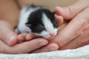 Siyah-beyaz renkli yavru kedi insan ellerinde. Doğayı sev ve evcil hayvan konseptini benimse. 