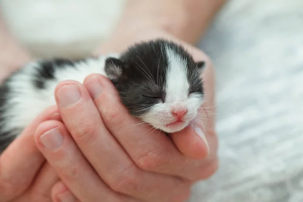 Adopt and love pet concept. Small kitten in human hand on white cloth