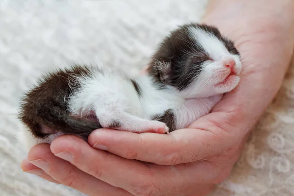 生まれたばかりの赤ん坊は 男性の手で子猫を産みます 自然を愛し ペットの概念を採用する — ストック写真