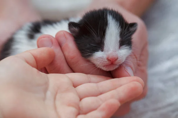 Yeni Doğmuş Kedi Yavrusu Yakın Plan Aşk Bakım Konsepti — Stok fotoğraf