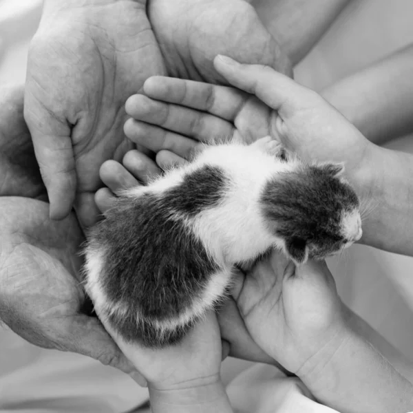 Black and white photo of newborn baby kitten in human hands close up. Love nature and adopt pet concept.
