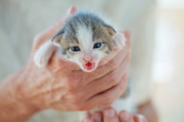 Gri sevimli kedi beyaz arka planda erkeğin elinde