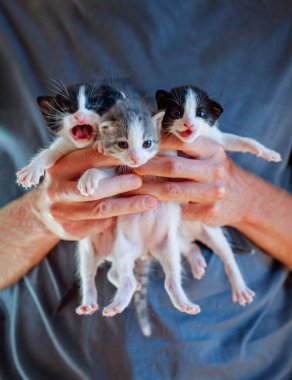Mavi arka planda, erkeğin elindeki tüylü kedi yavrusu.