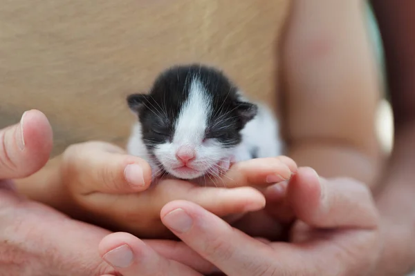 Yeni Doğmuş Şirin Kedi Yavrusu Insan Ellerinde Yakın Plan Yeni — Stok fotoğraf